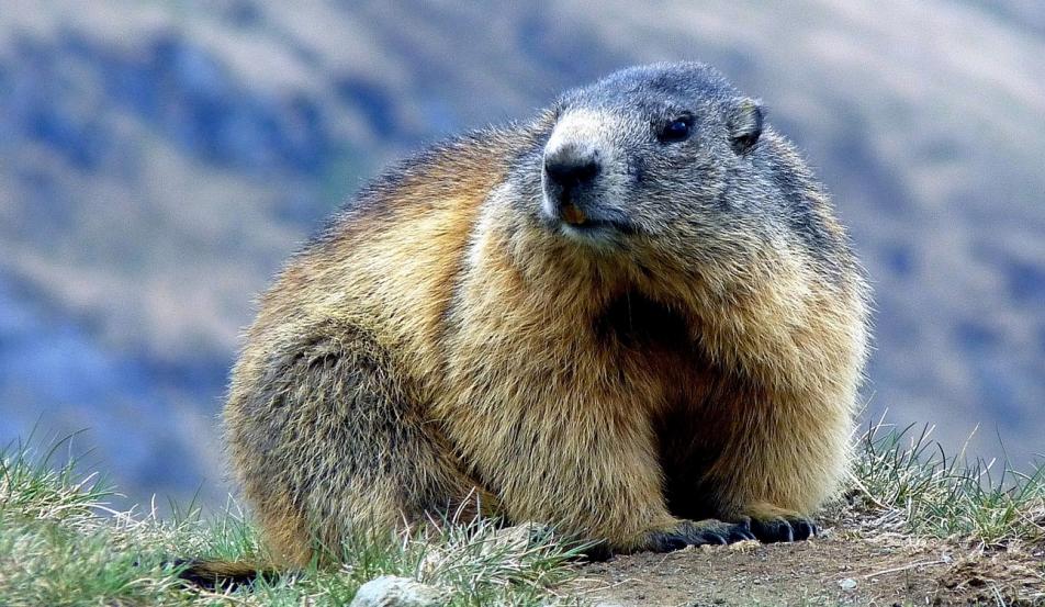 Camping Serre-ponçon Marmotte