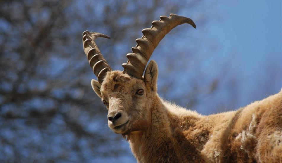 Camping Serre-ponçon bouquetin